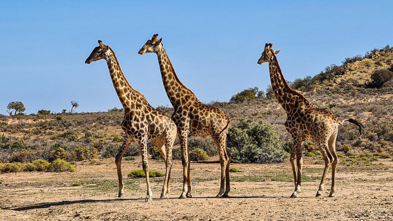 Rooiberg Wild Private Game Reserve Ladismith Esterno foto