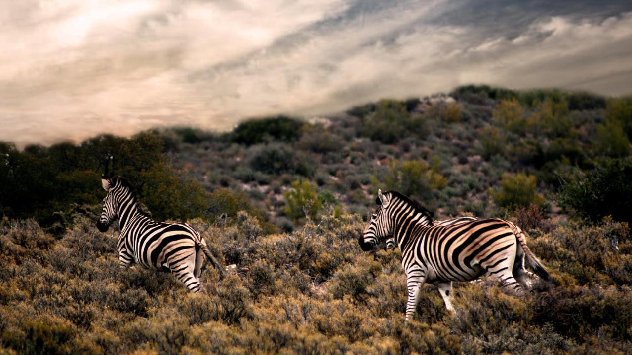 Rooiberg Wild Private Game Reserve Ladismith Esterno foto